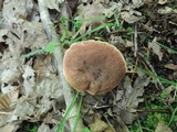 Boletus chrysenteron image