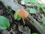 Entoloma quadratum image