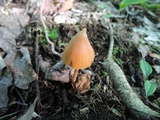 Entoloma quadratum image