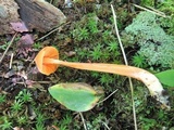 Entoloma quadratum image