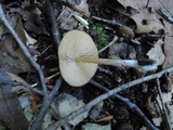 Entoloma formosum image