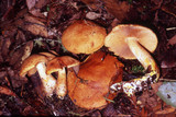 Cortinarius rubicundulus image
