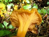 Craterellus lutescens image