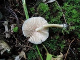 Entoloma lagenicystis image