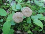 Entoloma conicum image