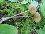 Entoloma conicum image