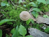 Entoloma conicum image