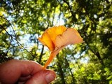 Craterellus lutescens image