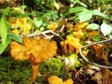 Craterellus lutescens image