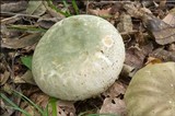 Russula virescens image