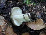 Megacollybia rodmanii image