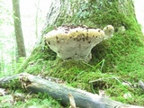 Inonotus dryadeus image