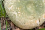 Russula virescens image