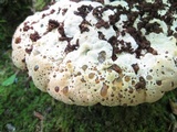 Inonotus dryadeus image