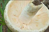 Russula virescens image
