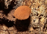 Flammulaster erinaceellus image