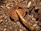 Flammulaster erinaceellus image