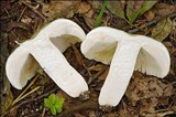 Russula virescens image