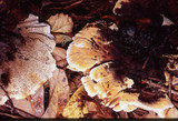 Hydnellum aurantiacum image