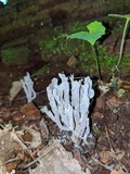 Clavulina cinerea image