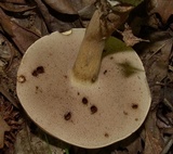 Tylopilus rubrobrunneus image