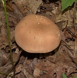 Tylopilus rubrobrunneus image