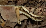 Tylopilus rubrobrunneus image