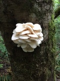 Pleurotus pulmonarius image