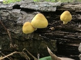 Pluteus mammillatus image