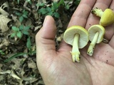 Pluteus mammillatus image