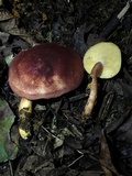 Tricholomopsis rutilans image