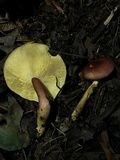 Tricholomopsis rutilans image