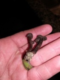 Inocybe tahquamenonensis image
