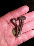 Inocybe tahquamenonensis image