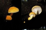 Cyptotrama asprata image