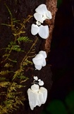 Physalacria australiensis image