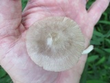 Pluteus ephebeus image