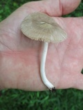 Pluteus ephebeus image