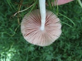 Pluteus ephebeus image