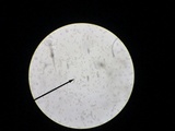 Pluteus ephebeus image