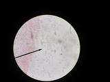 Pluteus ephebeus image