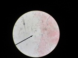 Pluteus ephebeus image