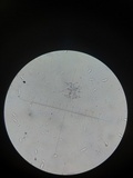 Xeromphalina tenuipes image