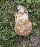Boletus huronensis image