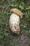 Boletus huronensis image