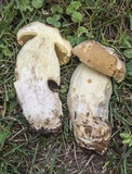 Boletus huronensis image