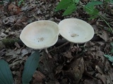 Melanoleuca alboflavida image
