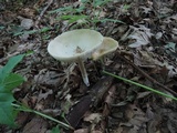 Melanoleuca alboflavida image