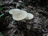 Melanoleuca alboflavida image