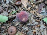 Russula mariae image